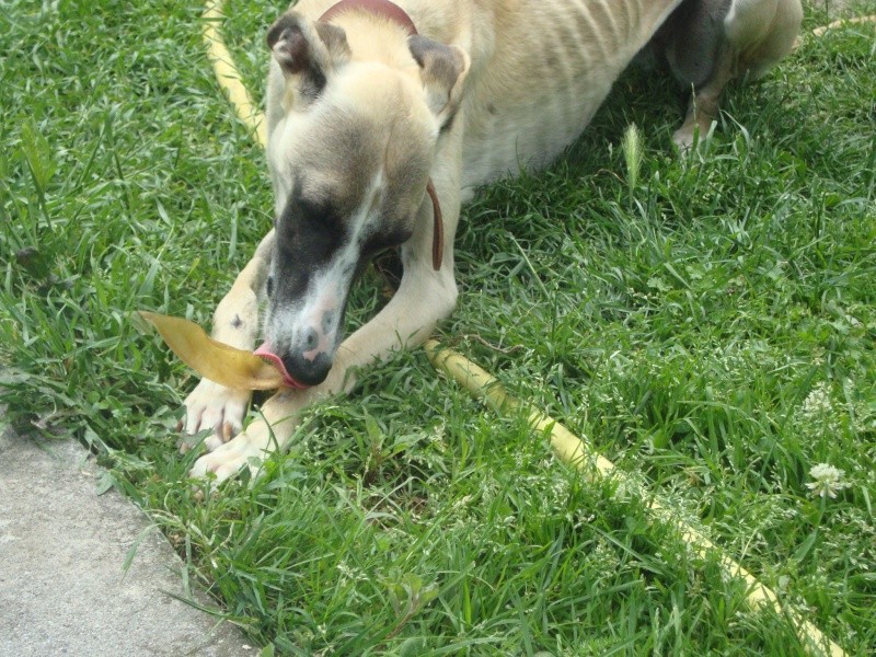 Perla , (squelettique) magnifique galga Scooby France   ADOPTEE  - Page 7 Dsc05310