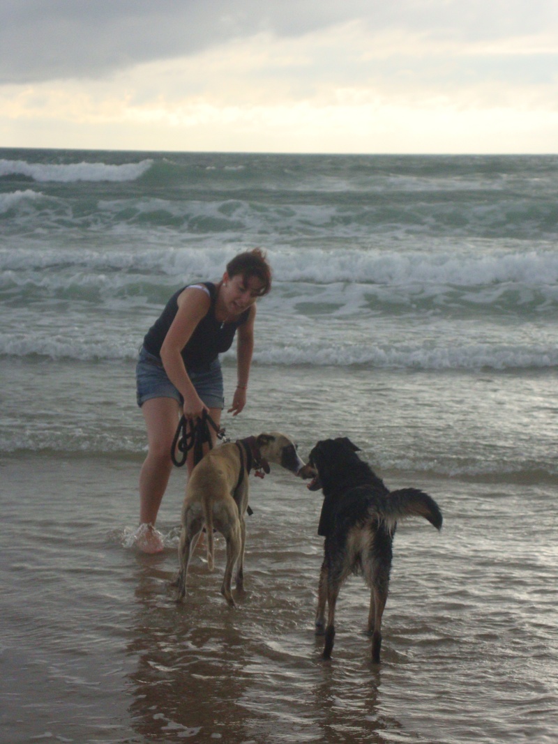 Perla , (squelettique) magnifique galga Scooby France   ADOPTEE  - Page 9 Dsc05419