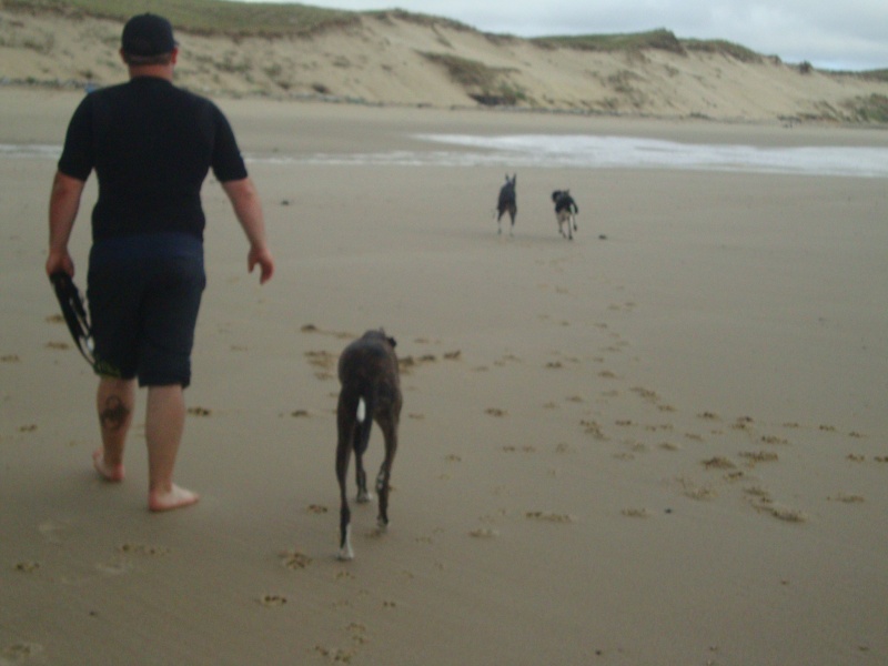 Perla , (squelettique) magnifique galga Scooby France ADOPTEE - Page 9 Dsc05421