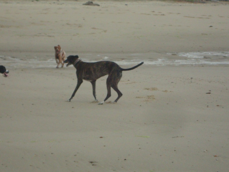 Galga Chispa residencia Cobie SCOOBY FRANCE ADOPTEE - Page 11 Dsc05427