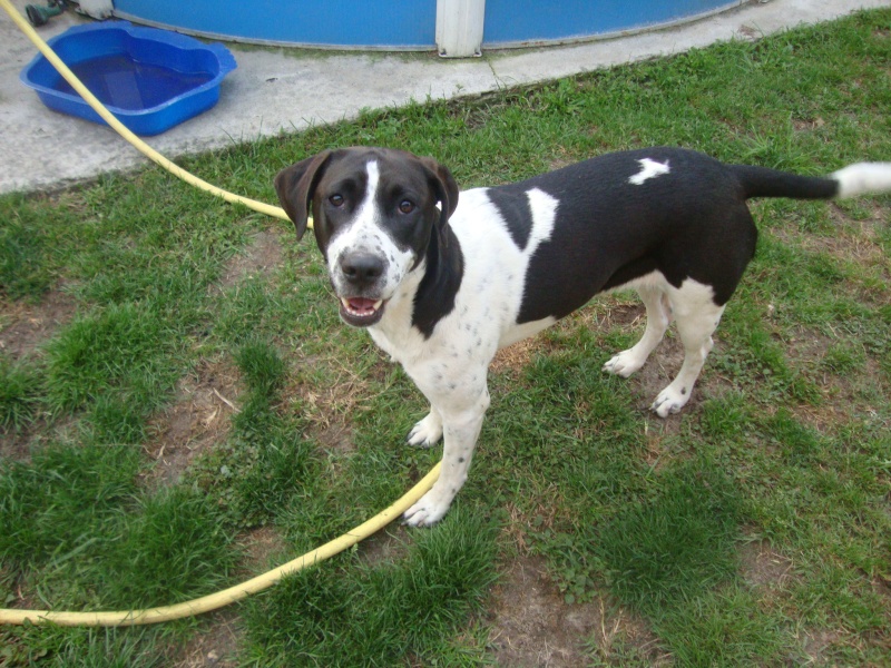 Galga Chispa residencia Cobie SCOOBY FRANCE ADOPTEE - Page 11 Dsc05519