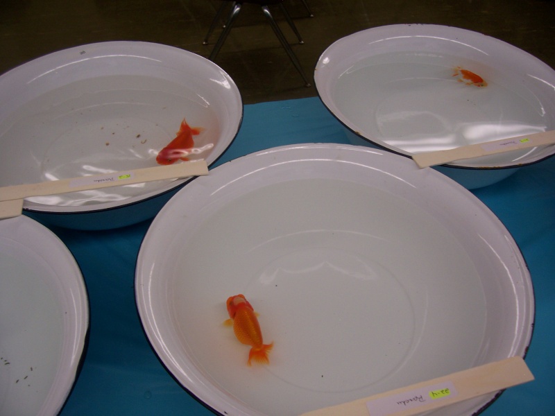American Goldfish Association show 01010