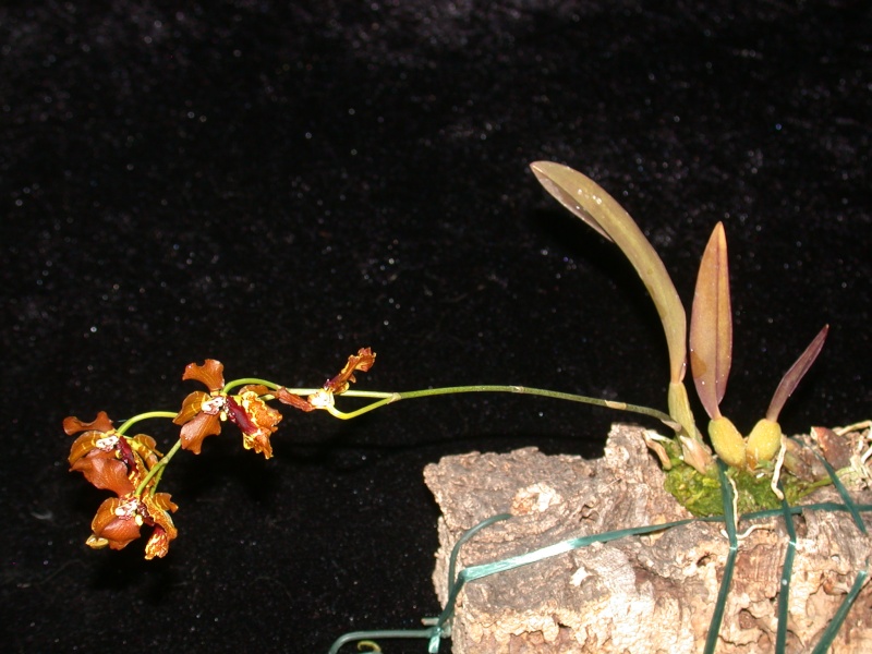 Oncidium zappi - Kultur Pur O_zapp15