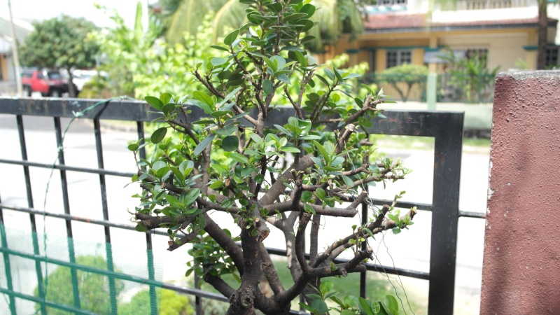 ficus in a large pot Sam_5510