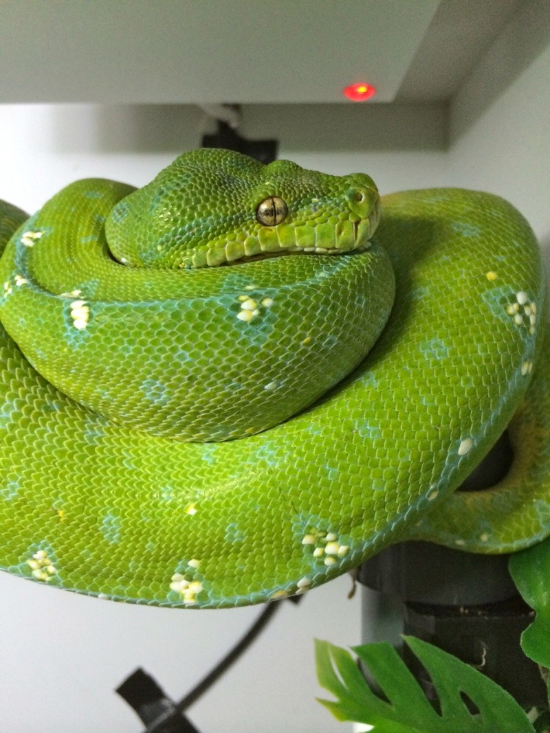 Morelia viridis Cyclop Mountains Img_6011