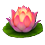 Fleur de Lotus Indien  Lotusf14