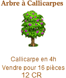 Arbre à Callicarpes => Callicarpe Sans1448