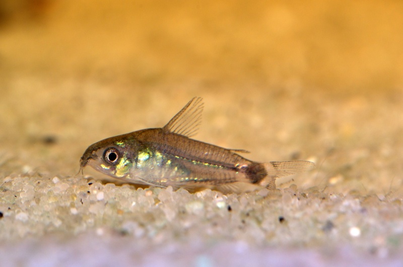 Corydoras hastatus/Hyphessobrycon elachys Dsc_0012