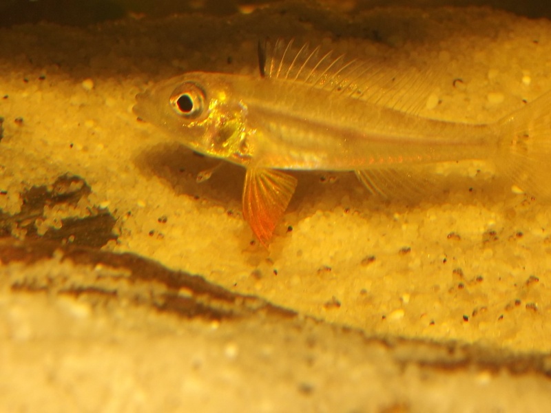 macropodus opercularis - Biotoecus opercularis Nage_l11