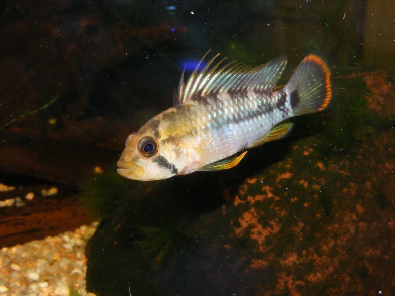 125L Apistogramma Photo_12