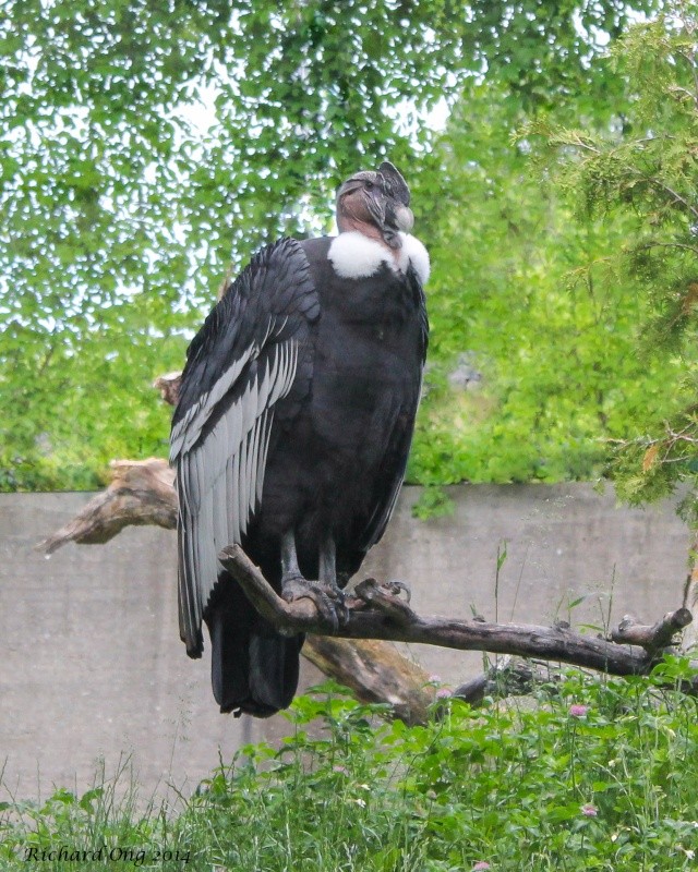 Condor des Andes Condor10