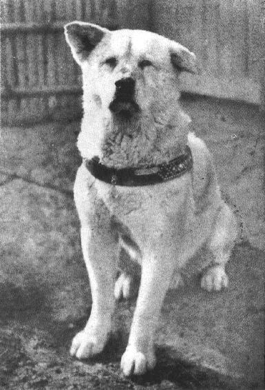 L'histoire de Hachiko, le chien fidèle. Hachik10