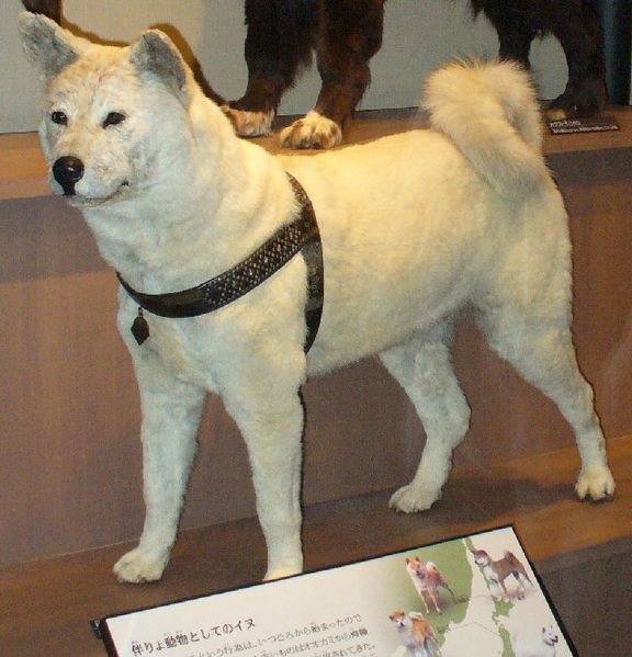 L'histoire de Hachiko, le chien fidèle. Hachik11