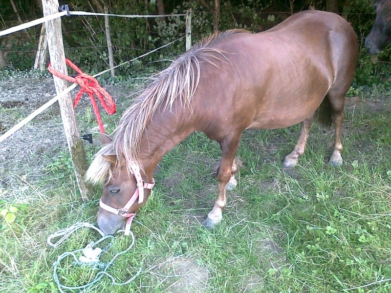 NOISETTE - ONC poney typée shetland née en 2000 - adoptée en juillet 2013 par Patrick - Page 2 Photo116