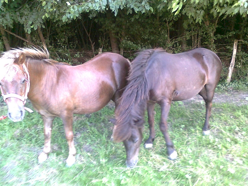 NOISETTE - ONC poney typée shetland née en 2000 - adoptée en juillet 2013 par Patrick - Page 2 Photo117