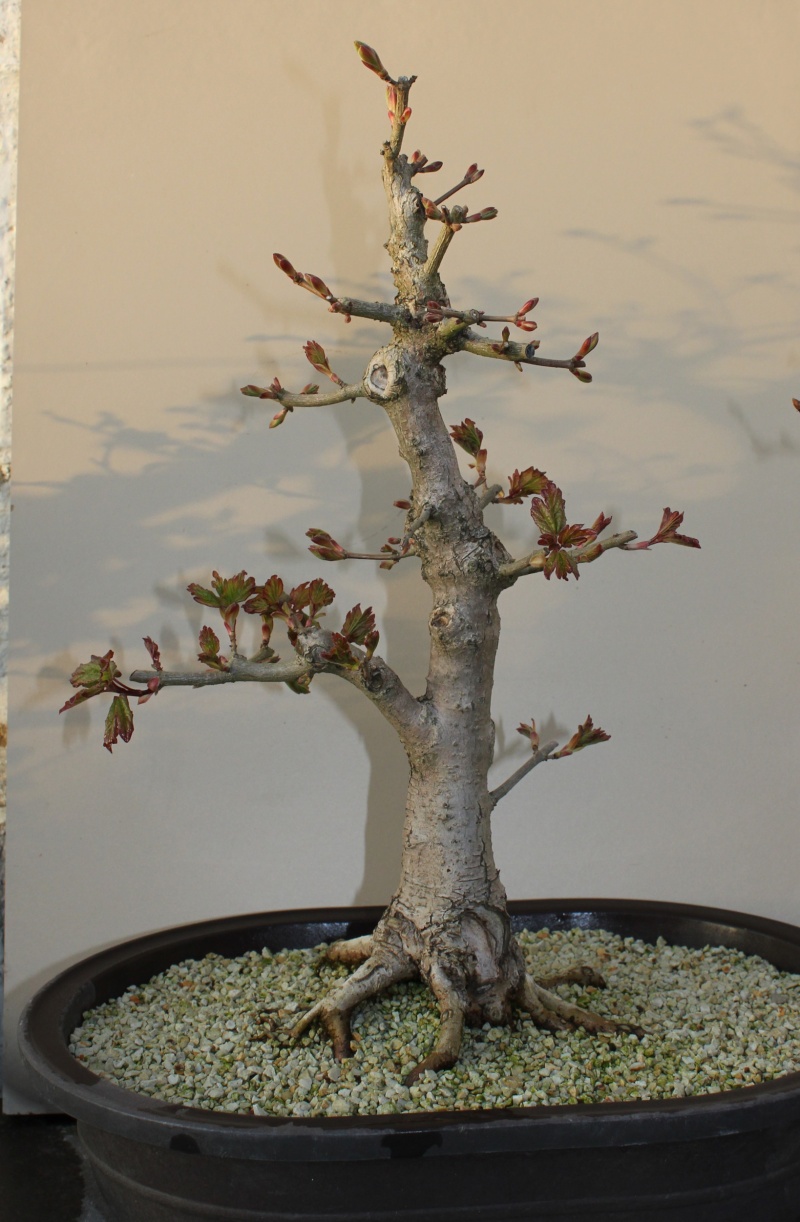 Little Acer Campestre goes Nuts 2012-032