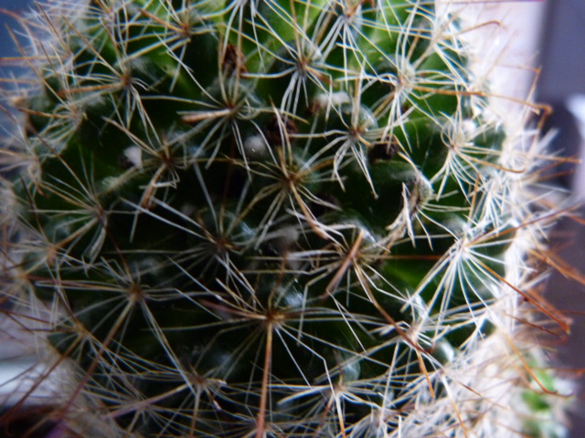 Urgent problème cactus P1020410