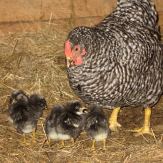 6 Dominique hens/pullets  Dom_he10