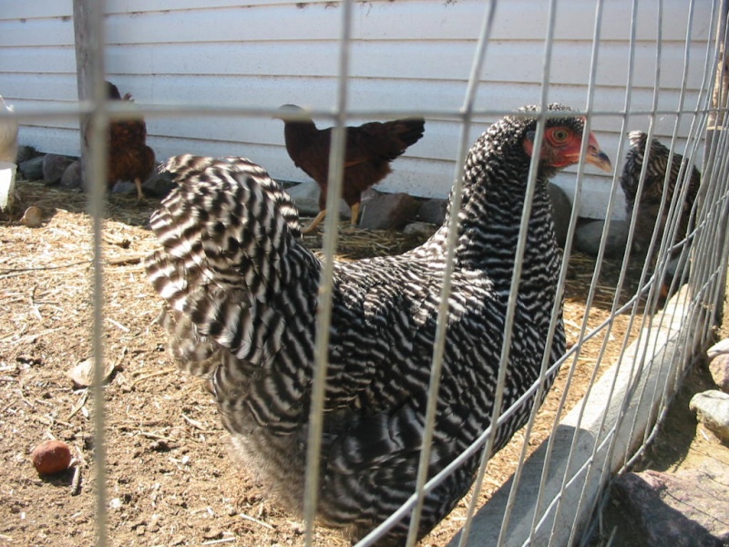 6 Dominique hens/pullets  Img_0210