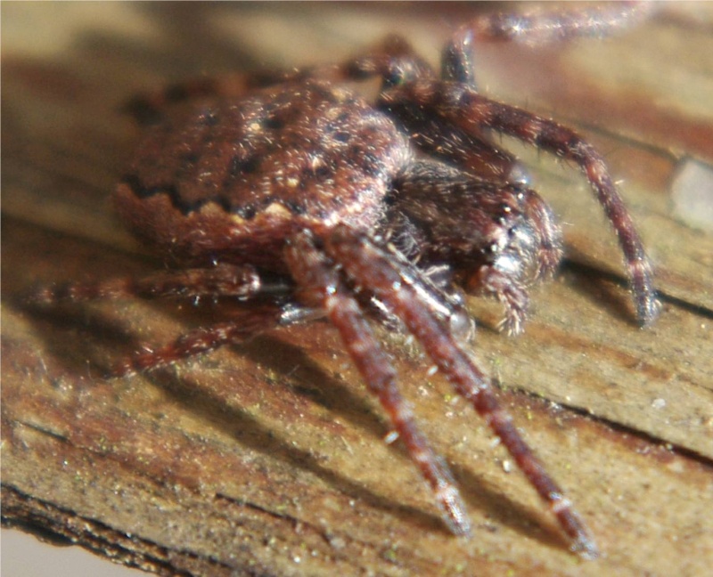 Araneidae [Nuctenea umbratica] Imgp7110