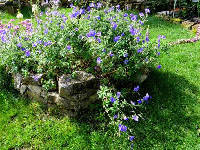 geranium vivace - Page 6 Img_2115