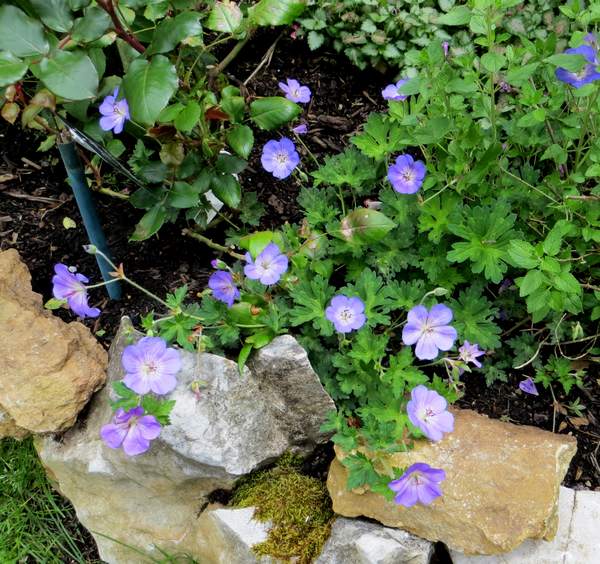 geranium vivace - Page 6 Img_2116