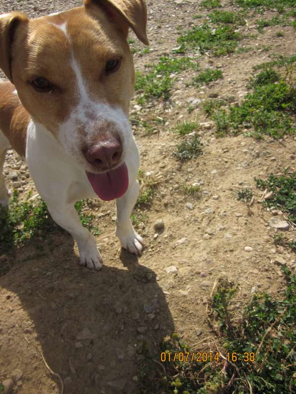 Hypso, Croisé Jack Russel né en 01/2012 - Refuge SLPA Amance Hypso_14