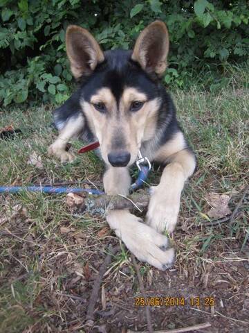 Spike Croisé Husky Berger Allemand Né 3112013 Refuge