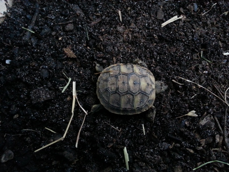 Identification tortue  20140811