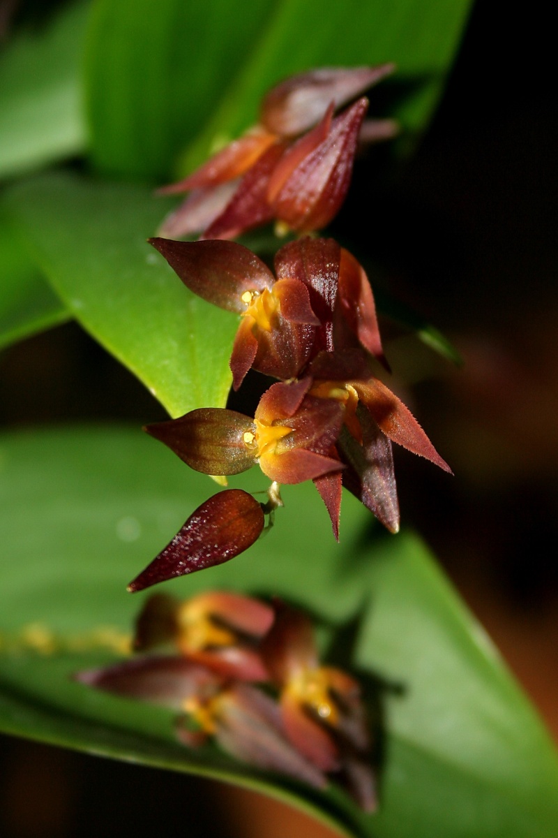 Pleurothallis rowleei Apleur10