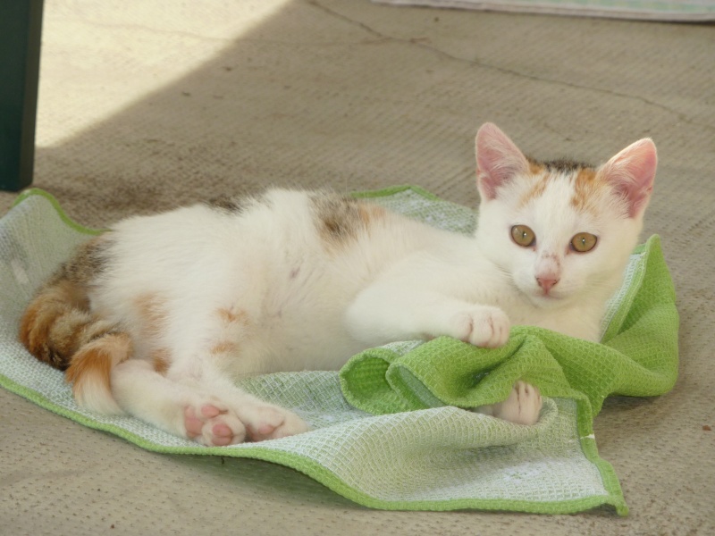 La rouvière - 3 chattes stérilisées - 1 chaton récupéré et adopté ! Mission accomplie !!   Joyce410