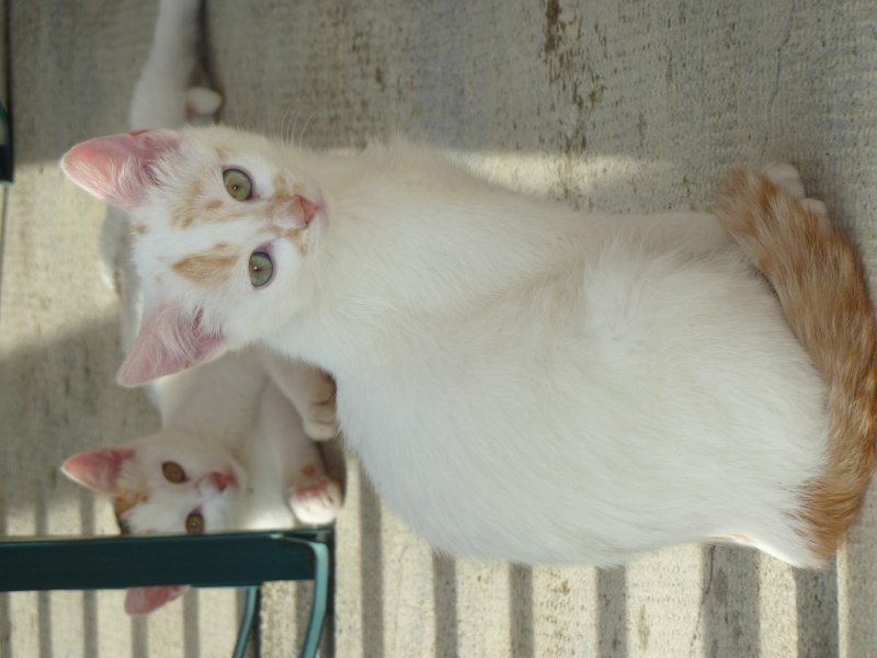 La rouvière - 3 chattes stérilisées - 1 chaton récupéré et adopté ! Mission accomplie !!   Jump511