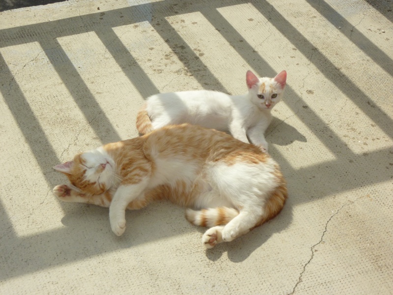 La rouvière - 3 chattes stérilisées - 1 chaton récupéré et adopté ! Mission accomplie !!   Miaous10