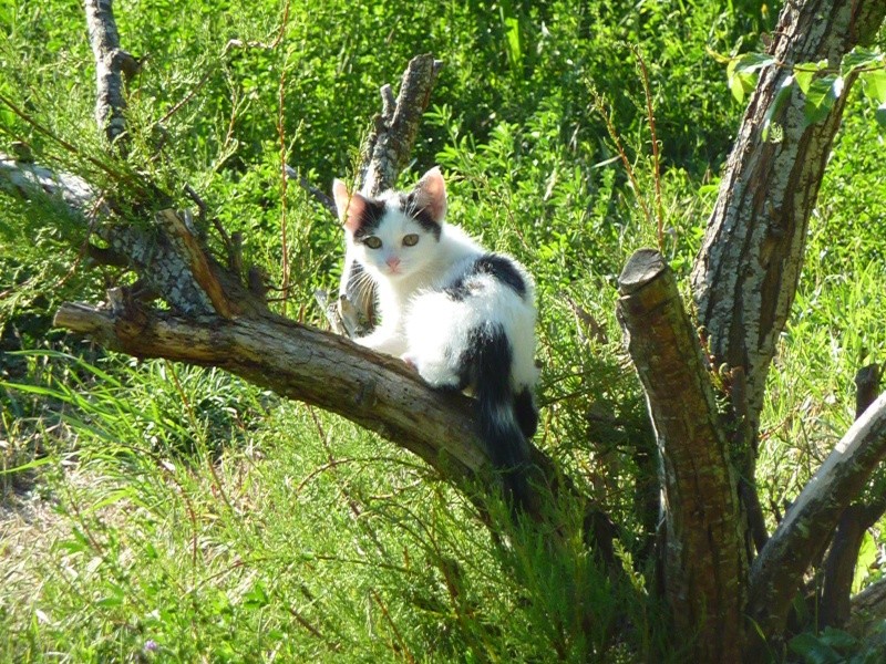 La rouvière - 3 chattes stérilisées - 1 chaton récupéré et adopté ! Mission accomplie !!   P1130113