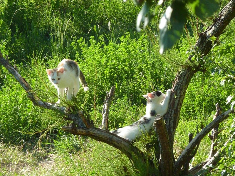 La rouvière - 3 chattes stérilisées - 1 chaton récupéré et adopté ! Mission accomplie !!   P1130116