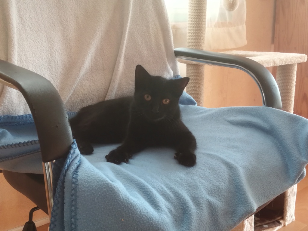NARYA (femelle chaton noire) Img_2015