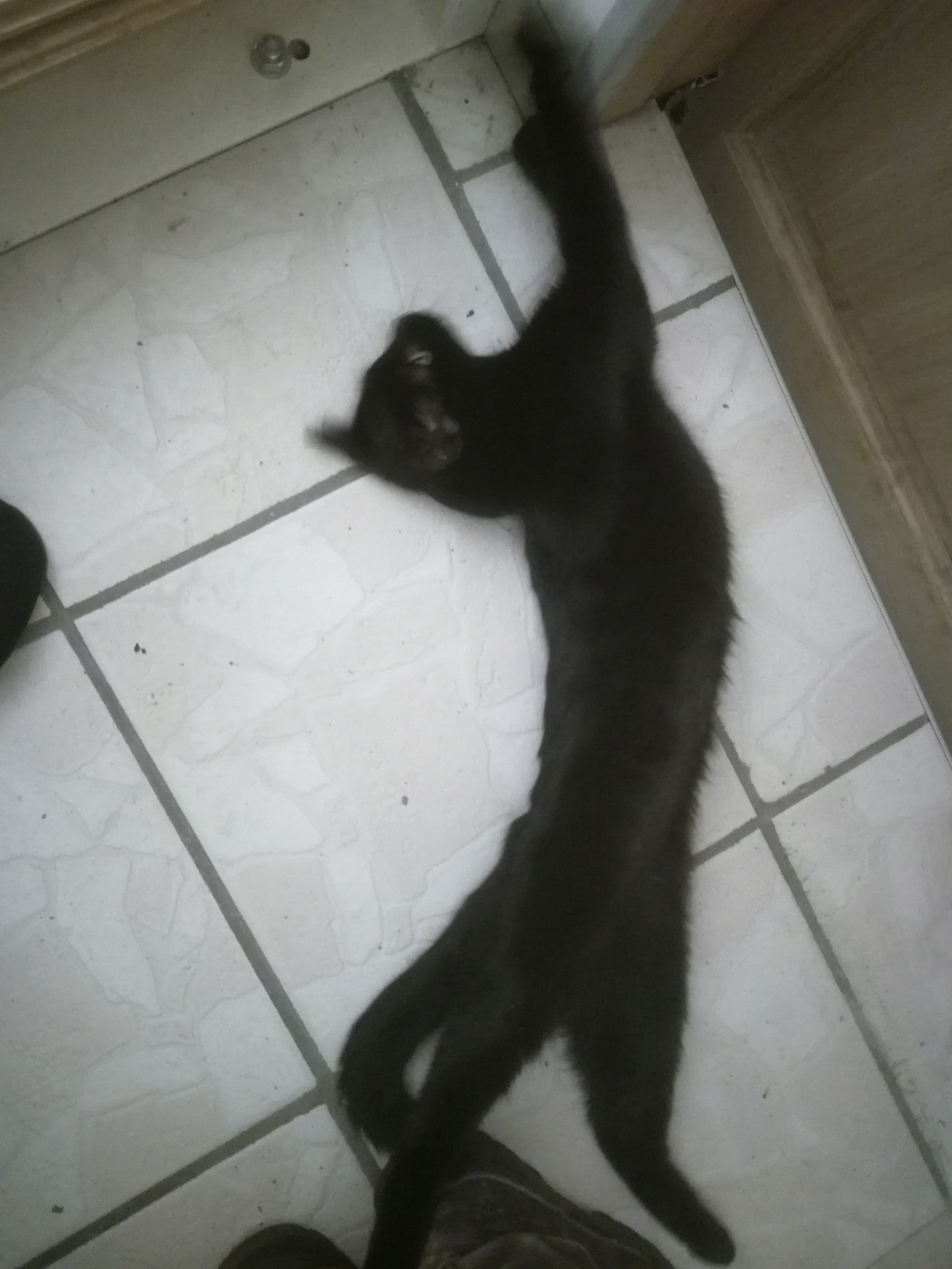 NARYA (femelle chaton noire) Img_2024