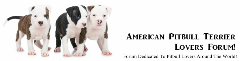 American Pitbull Terrier Lovers Forum