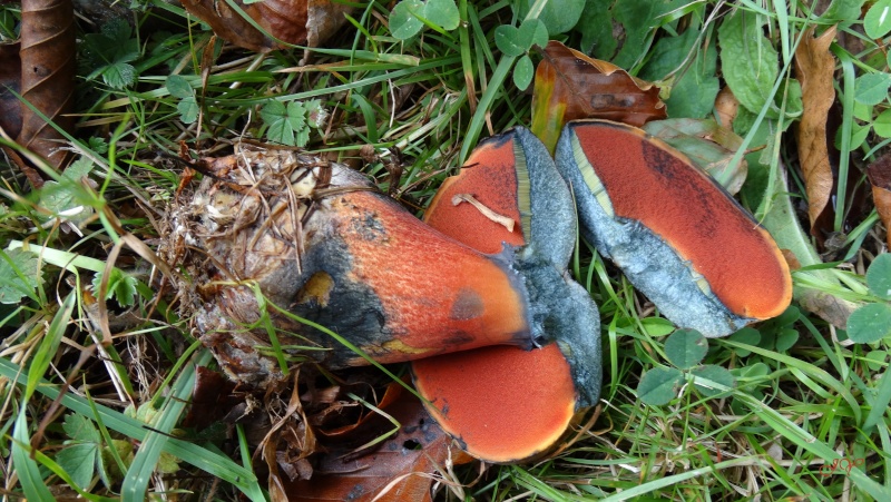 Champignon. Bolet à pied rouge Bolet_10