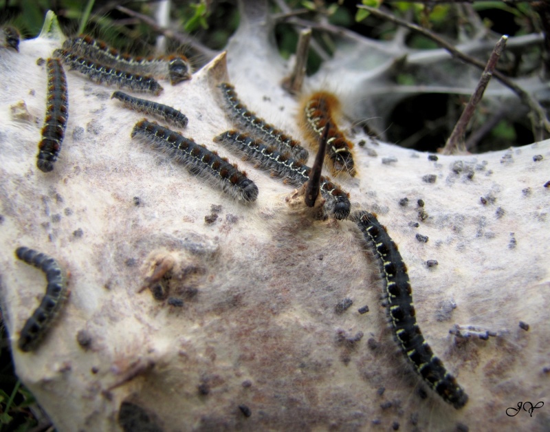 Chenille. Eriogaster lanestris ? Bombyx10