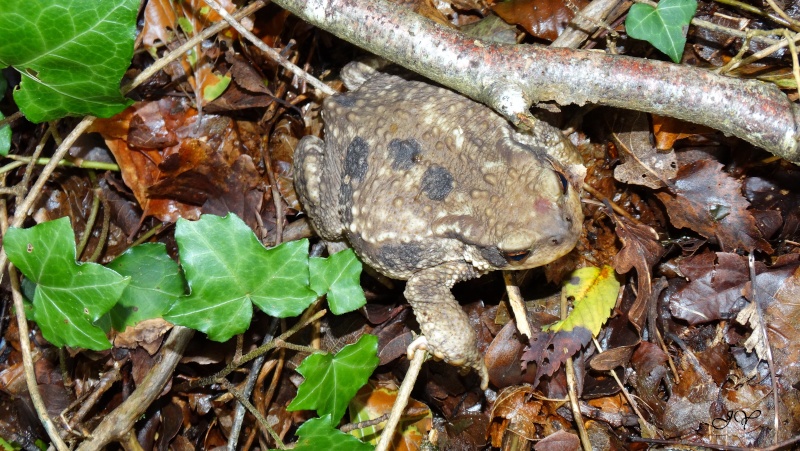 [Bufo spinosus] Crapaud à taches noires ? Crapau10