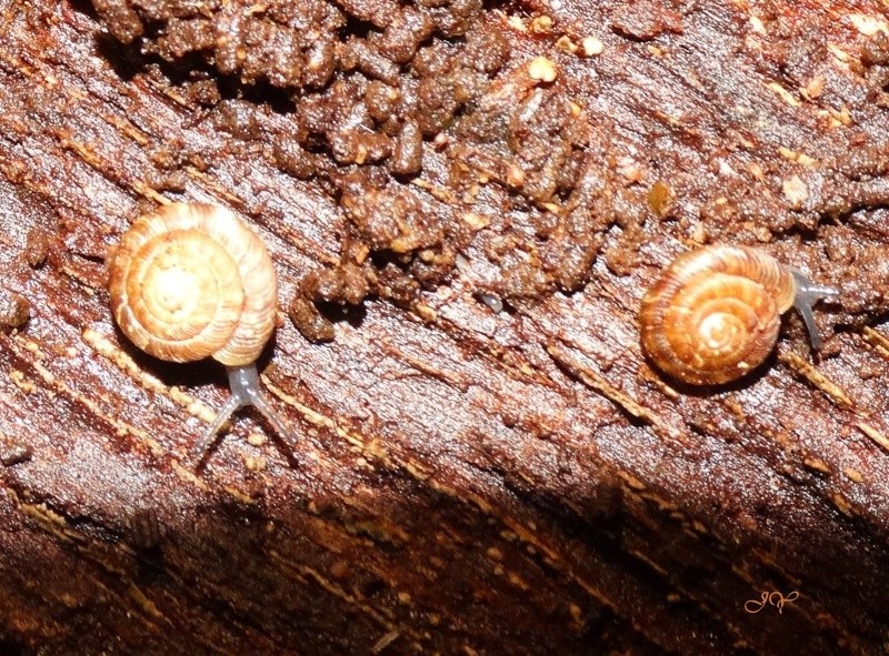 [Discus rotundatus & Clausilia bidentata] Escargot plat ? et ponte ou champigon  ?  Dsc04011