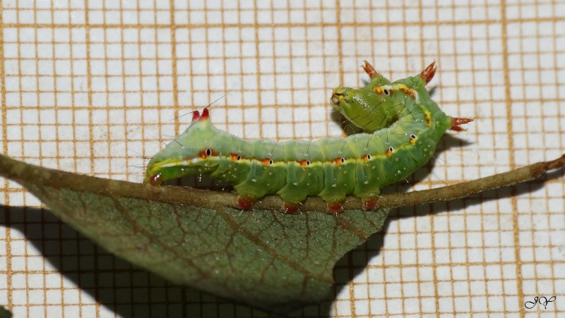 Chenille verte de Ptilodon capucina Dsc08310