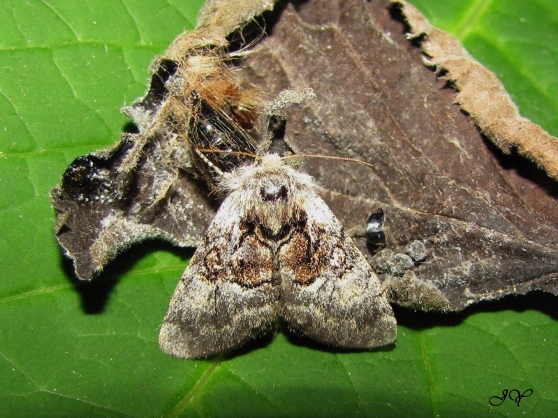 Noctuelle - Chenille noctuelle du coudrier ? Colocasia coryli Img_1310