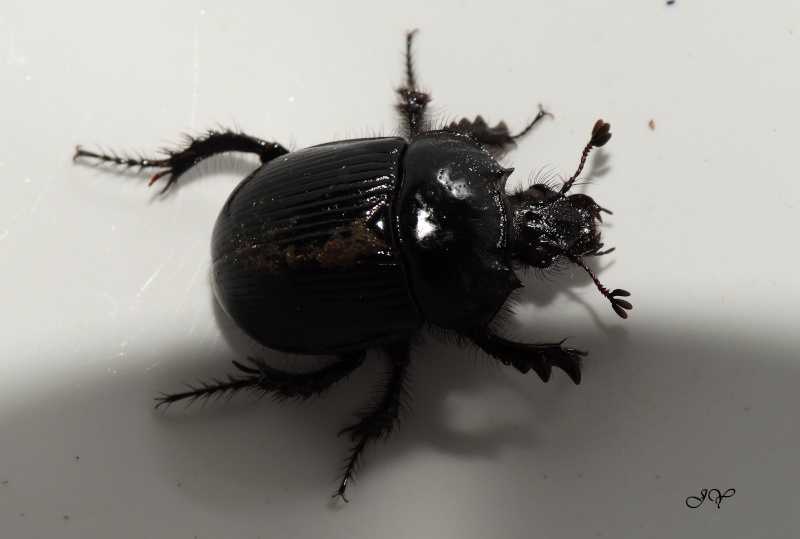 Le Minotaure -Typhaeus (Typhaeus) typhoeus. Minota10
