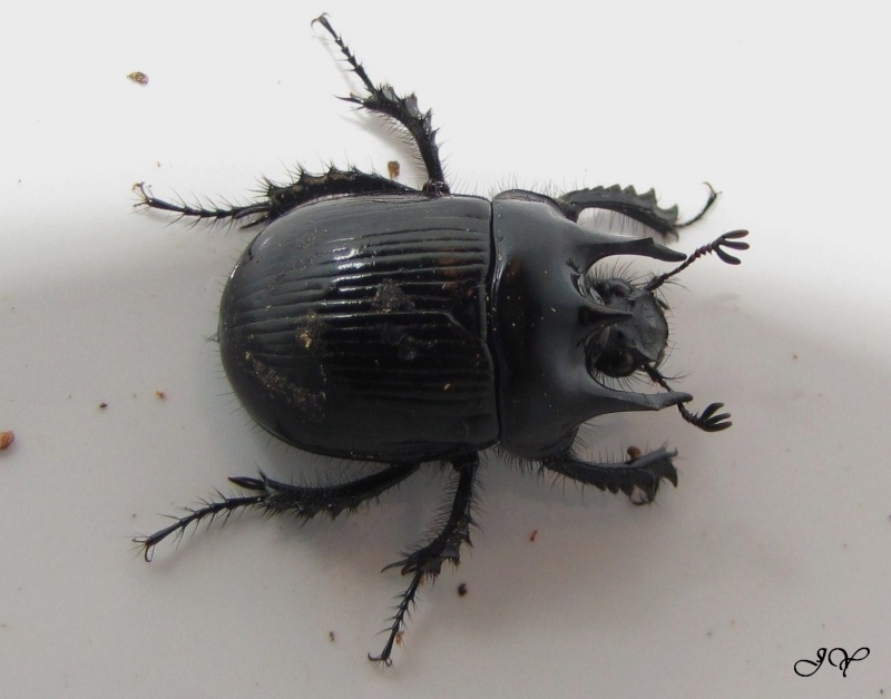 Le Minotaure -Typhaeus (Typhaeus) typhoeus. Minota11