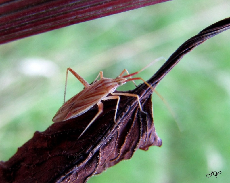 [Photo inutilisable] Miridae. Miridi10