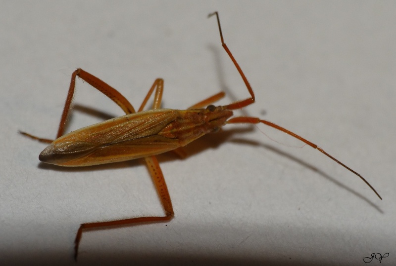 Miridae. Notost10