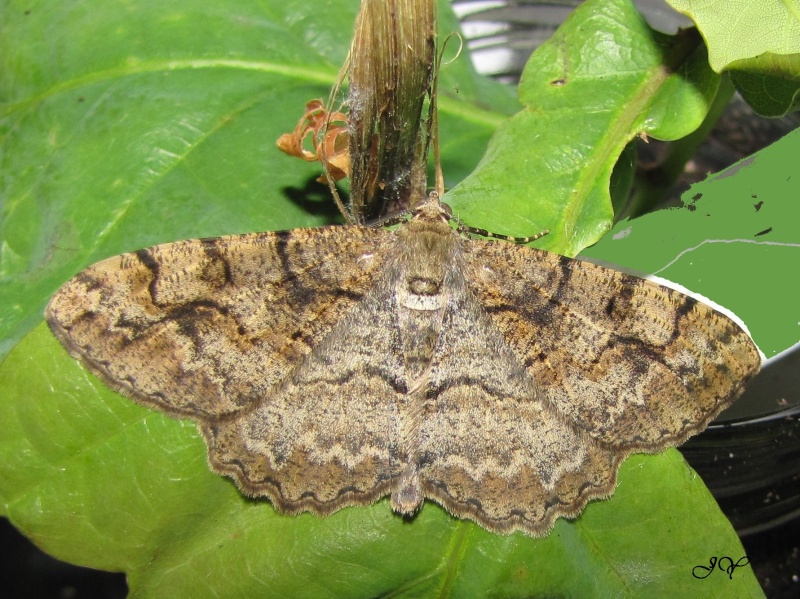 Papillon à identifier - Alcis repandata Pap_de10