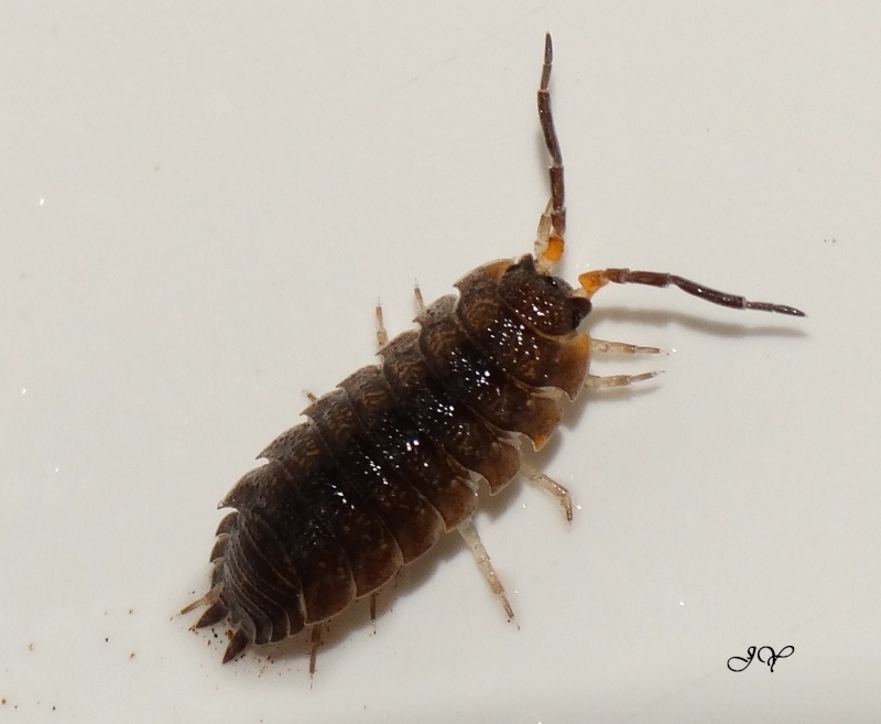 Cloporte. [Oniscus asellus + Porcellio scaber]. Porcel10